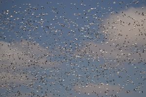 Flocks in Flight, Loess Bluffs National Wildlife Refuge, MO