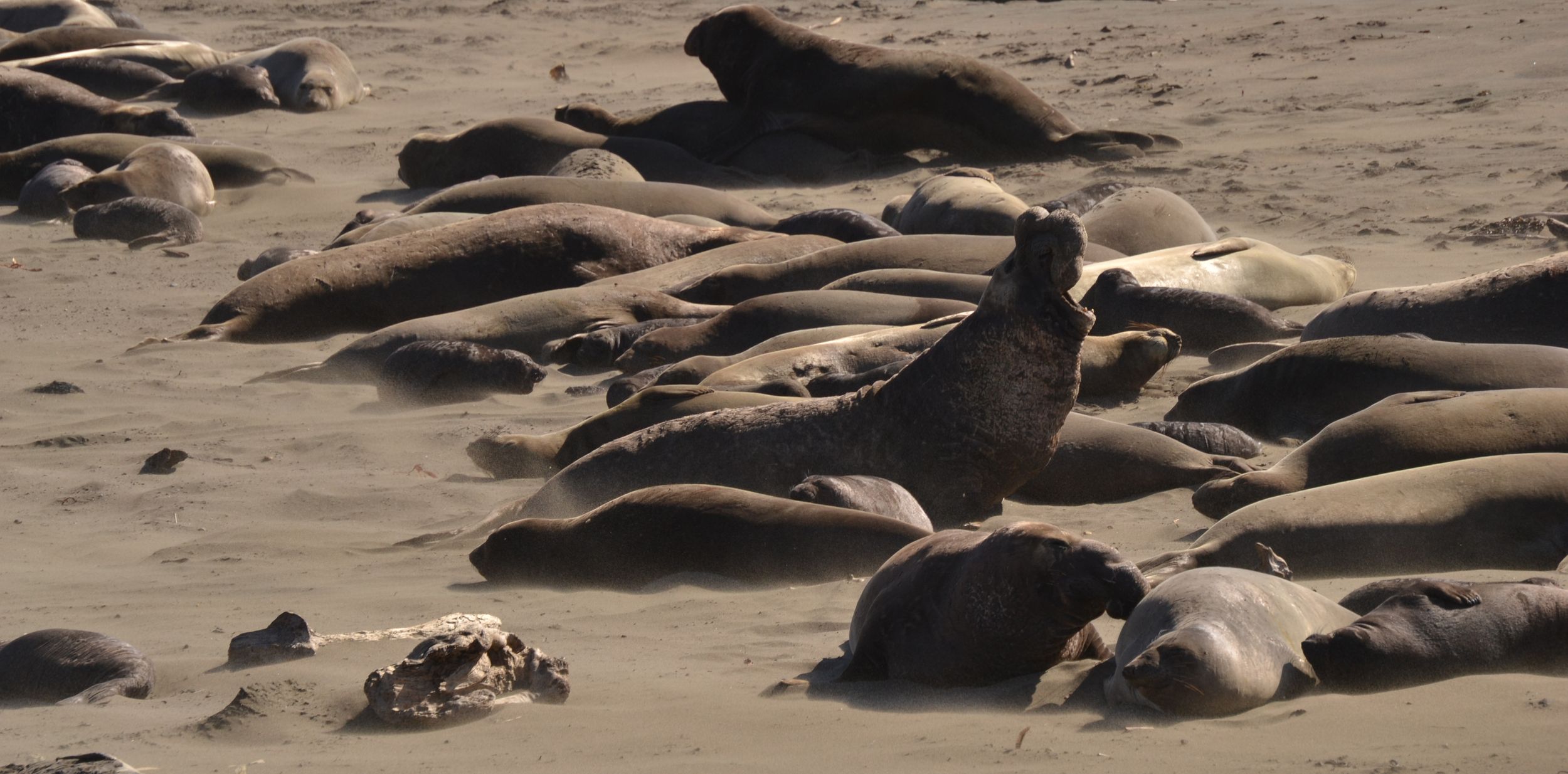 Elephant Seal Squeal in San Simeon, CA