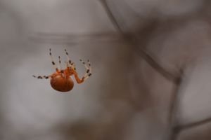 Orb Weaver and Spooky Tree Branches, Oklahoma