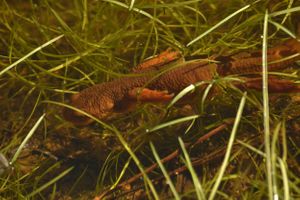 California Pacific Newt