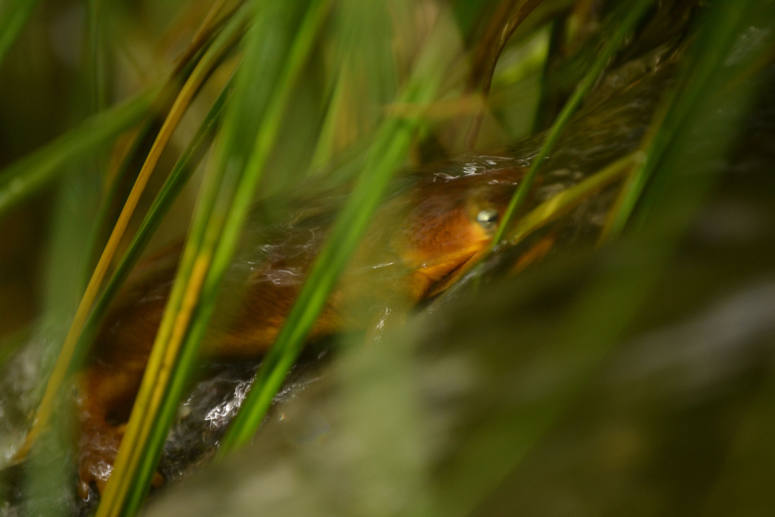 Pacific Newt Obscura, Central Coast of CA