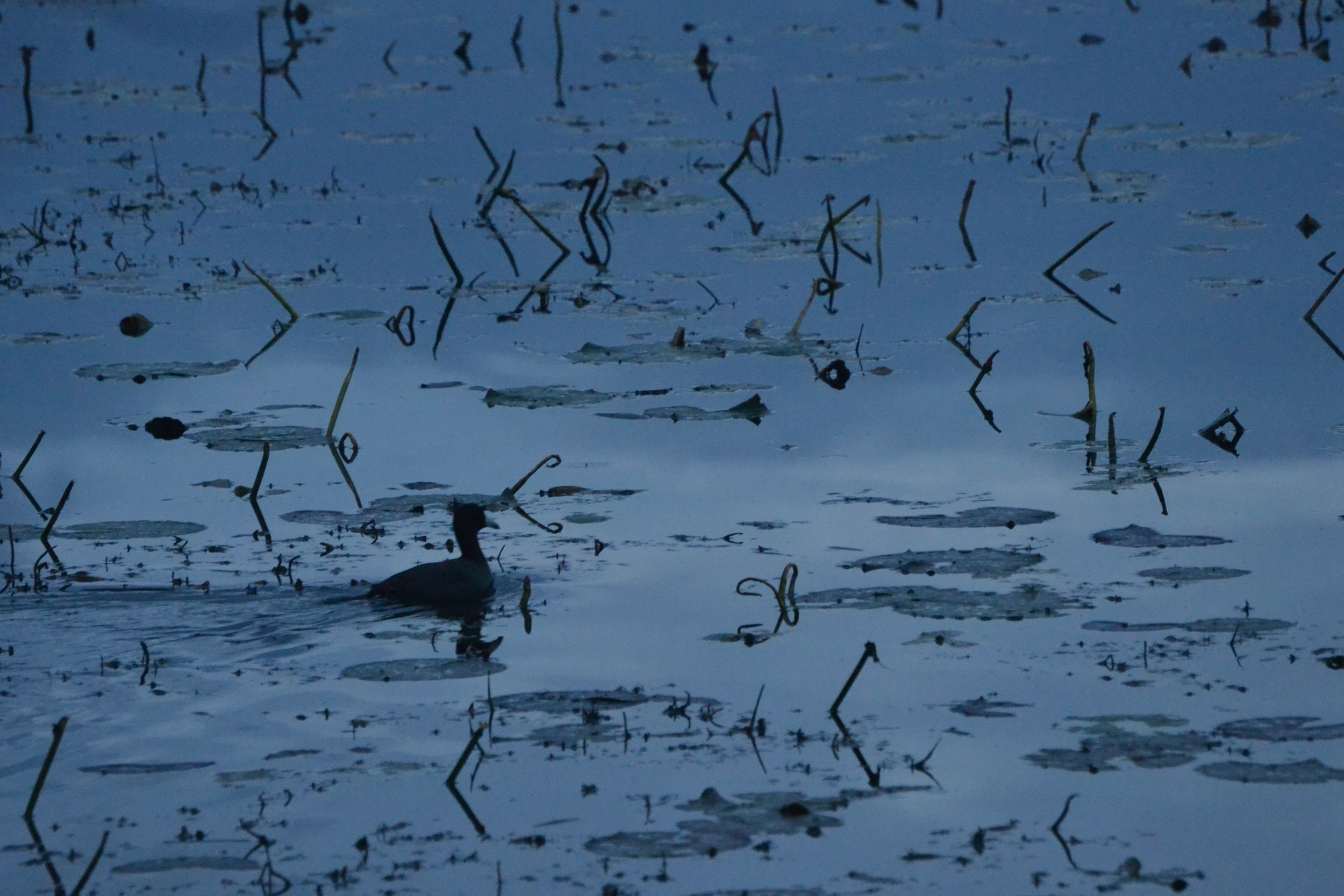 Duck and Morning Reed Reflections, at a (forgotten) National Wildlife Refuge in the Southern USA