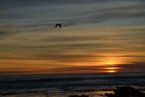 Central Coast Sunset with Seagull