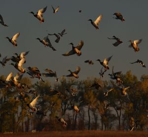 Sunrise Duck and Mallard Flight, Desoto National Wildlife Refuge, Iowa