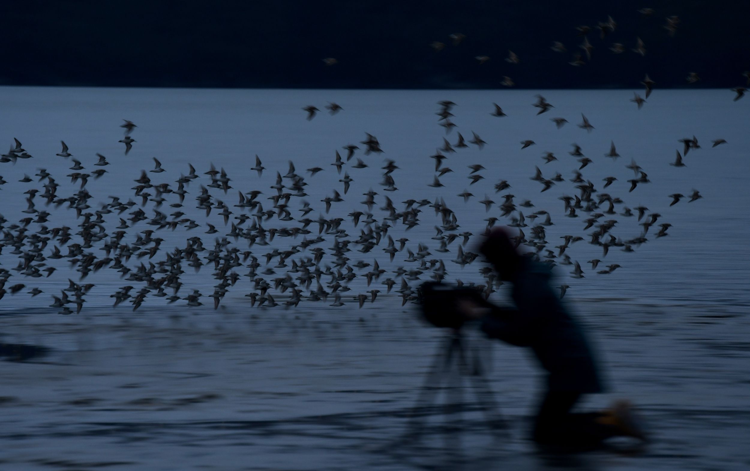 Gotta Do It for the Shot! - Bird Flocking By a Nature Photographer in the Mud. Cordova, AK