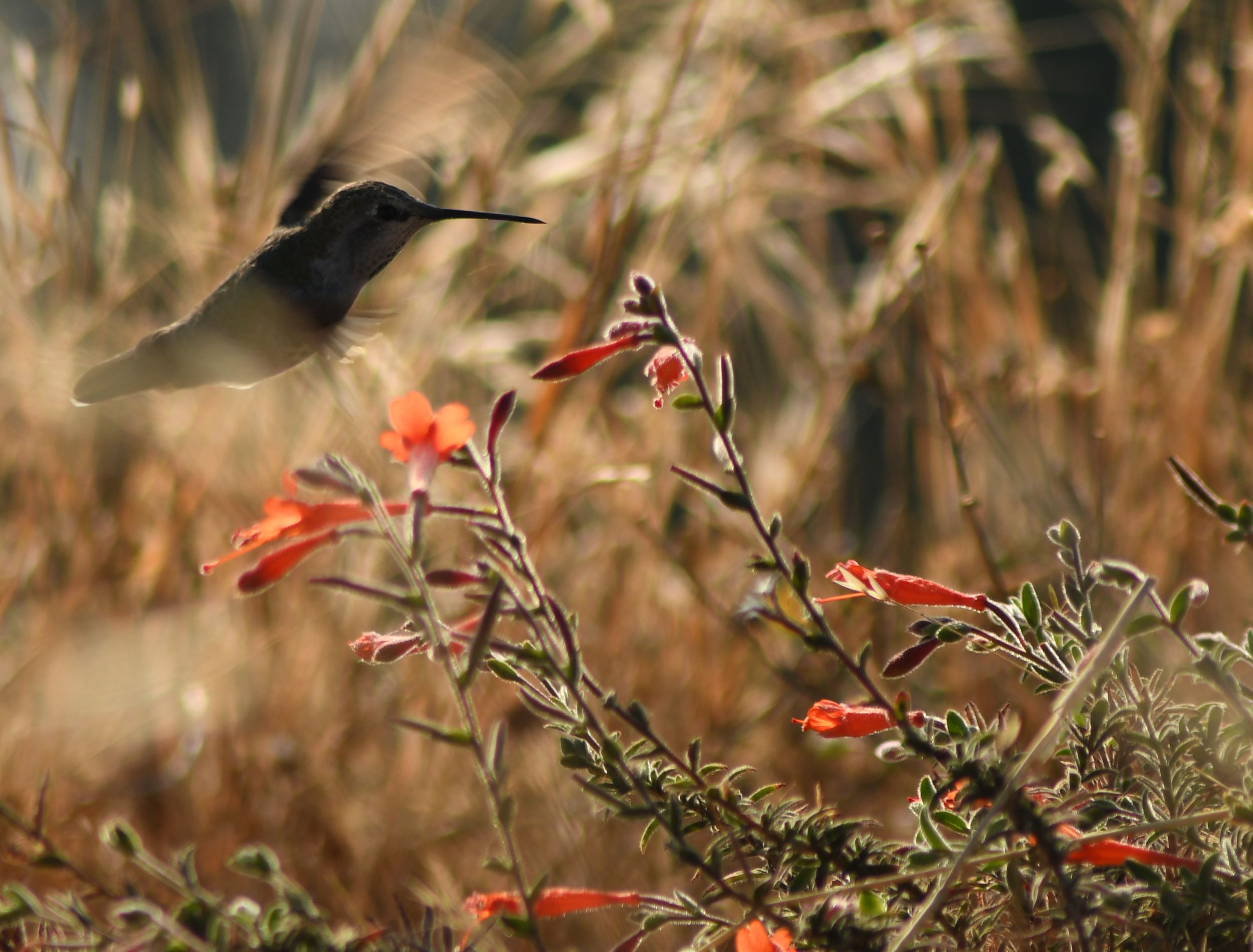 Fall Colors, Hummingbird Feast. Big Sur, CA