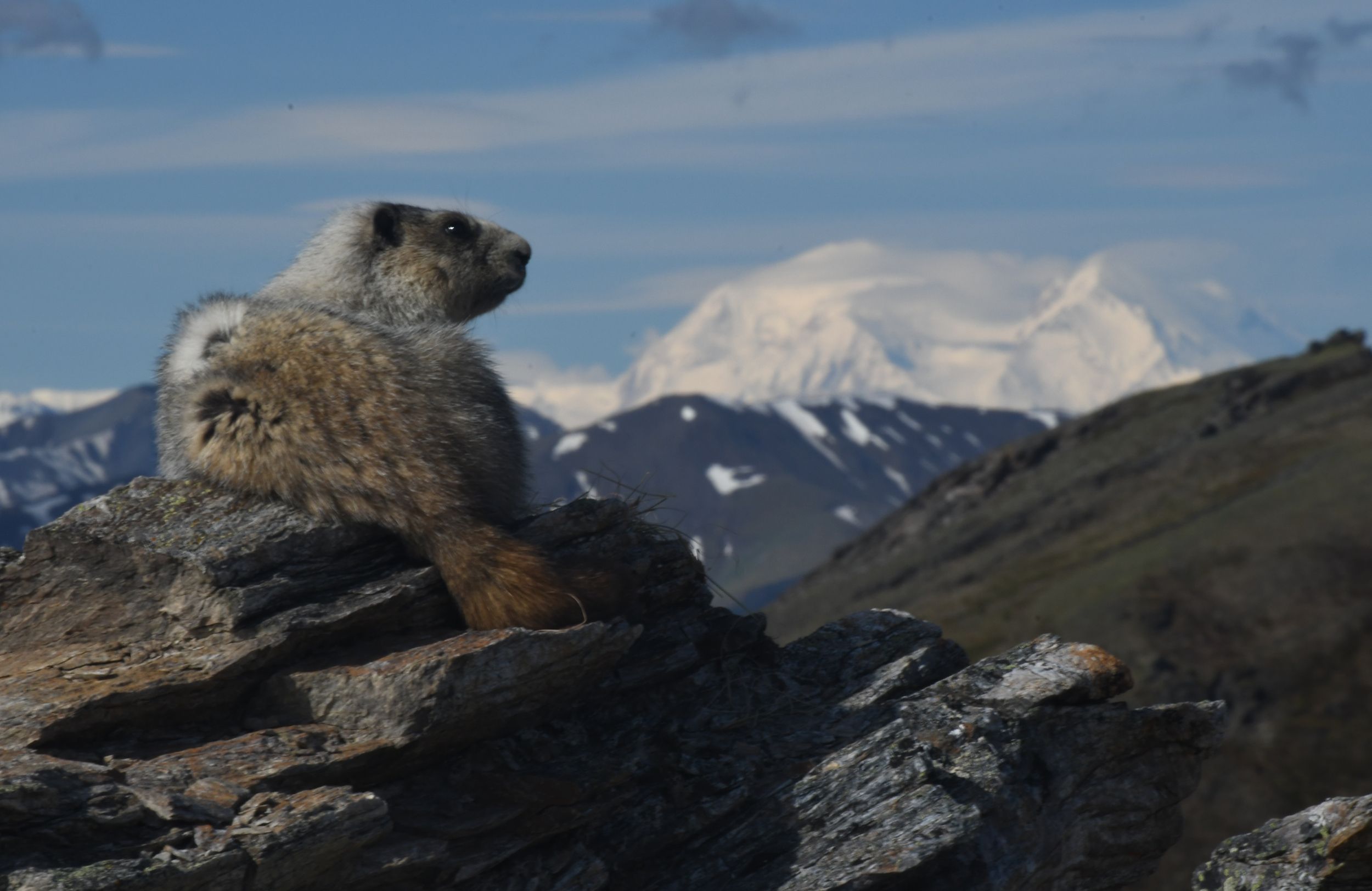 Stoic Marmot and Denali, Denali National Park, AK
