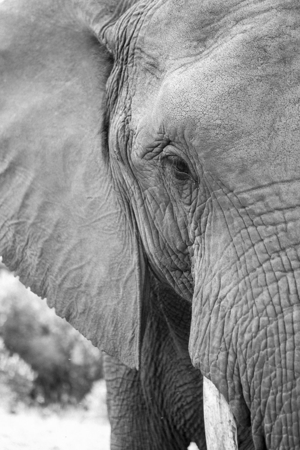 An African elephant portrait in black and white.