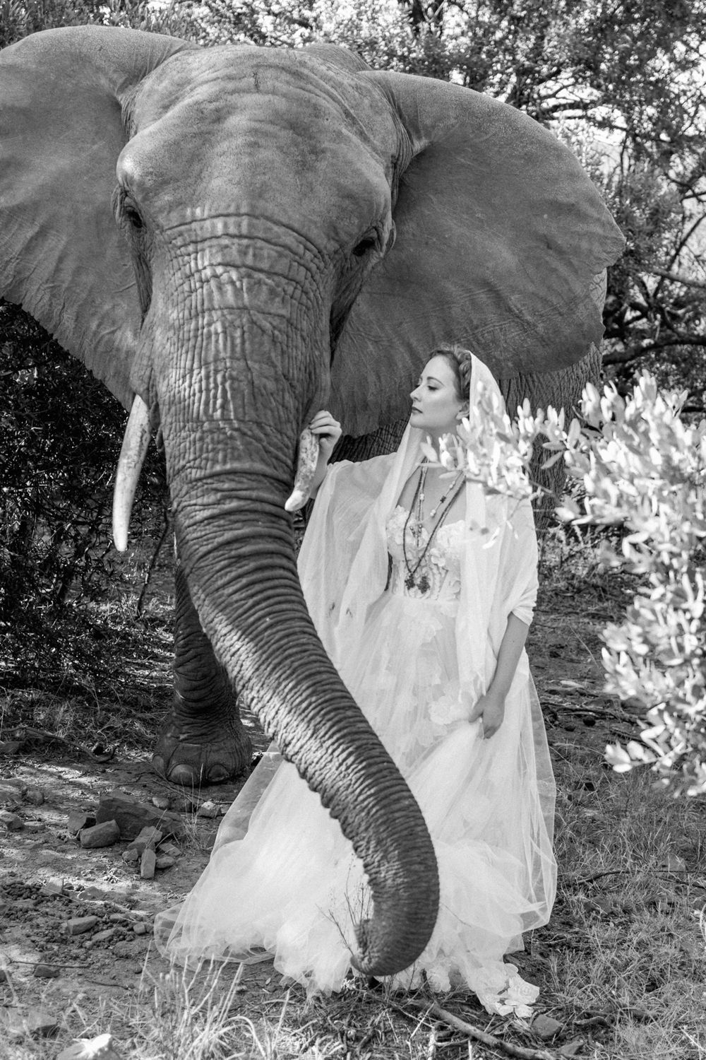 Gently caressing an elephant's trunk a woman is standing right next to one of these genteel grey beasts.