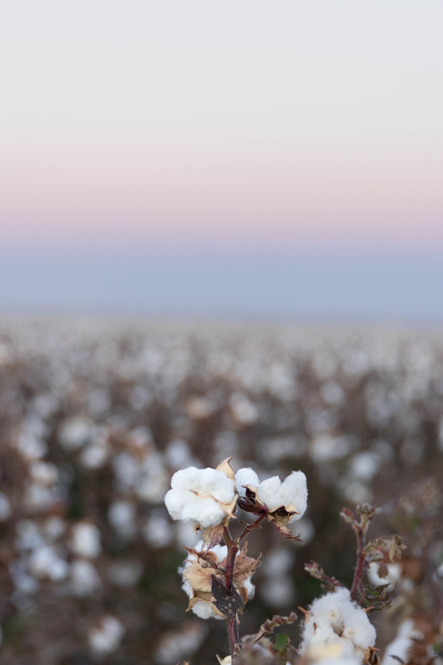 Cotton bolls blooming in a field against a pink and blue gradient sky.