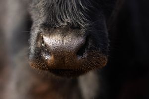 Detail shot of a cow's dark wet nose against a blurred background.