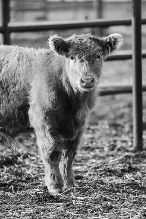 Young Highland calf with shaggy fur looking at camera in a farm setting.