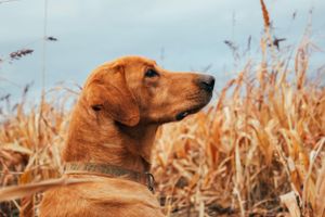 Red hunting dog looking alert while sitting in tall golden wheat field under blue sky.
