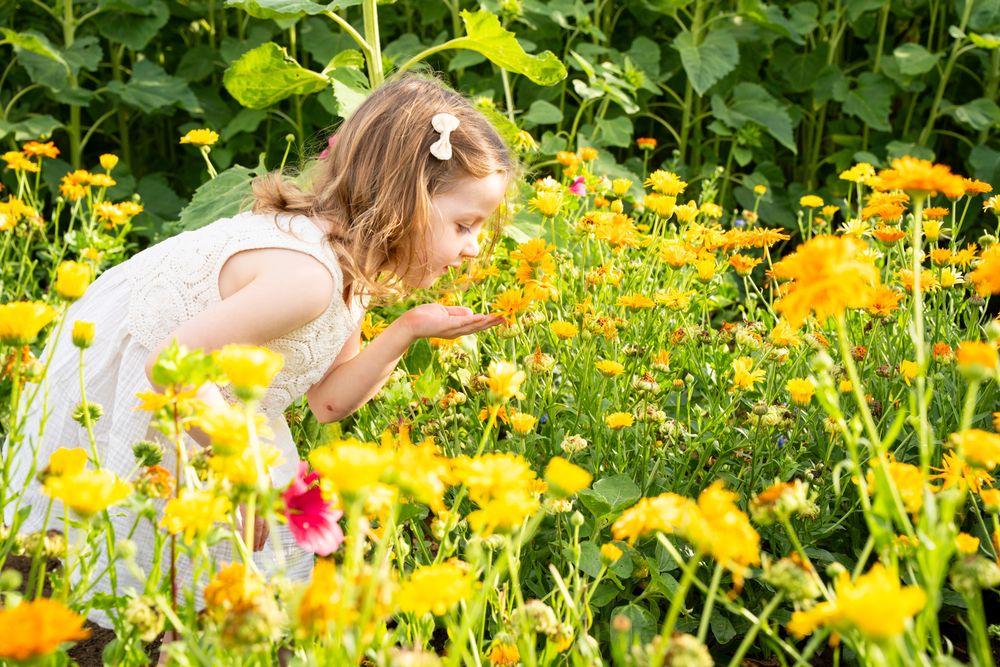 Essex Sunflower Photoshoot