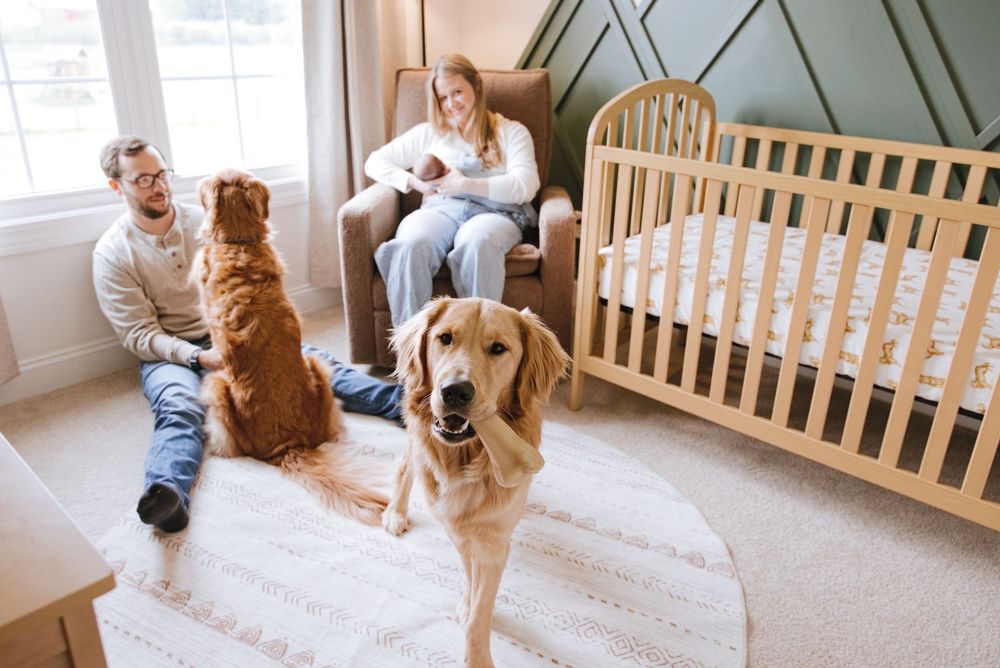 A couple with two golden retrievers sits in a cozy nursery with a wooden crib, holding their newborn baby.