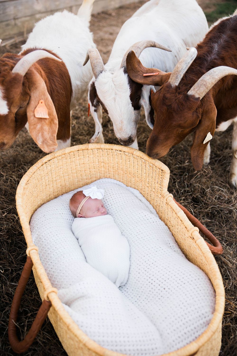Newborn baby in white swaddle rests in basket while curious goats peek in.
