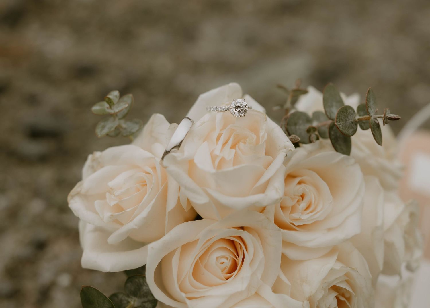 Delicate cream-colored roses in soft focus with blurred neutral background.