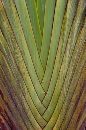 Close-up view of green palm frond showing symmetrical V-shaped pattern of overlapping leaves.