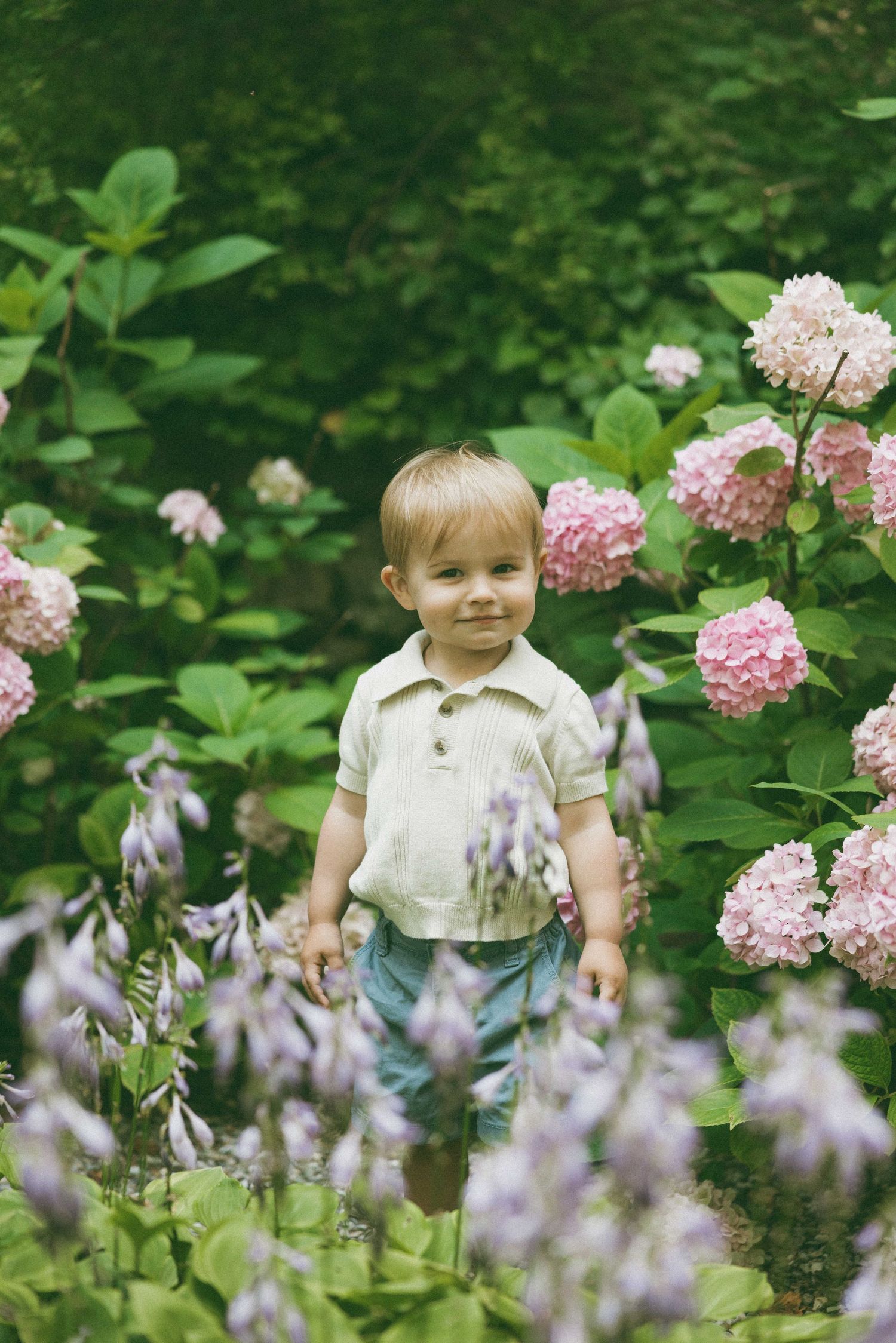 Toddler boy standing among pink hydrangeas and purple flowers in a lush green garden.