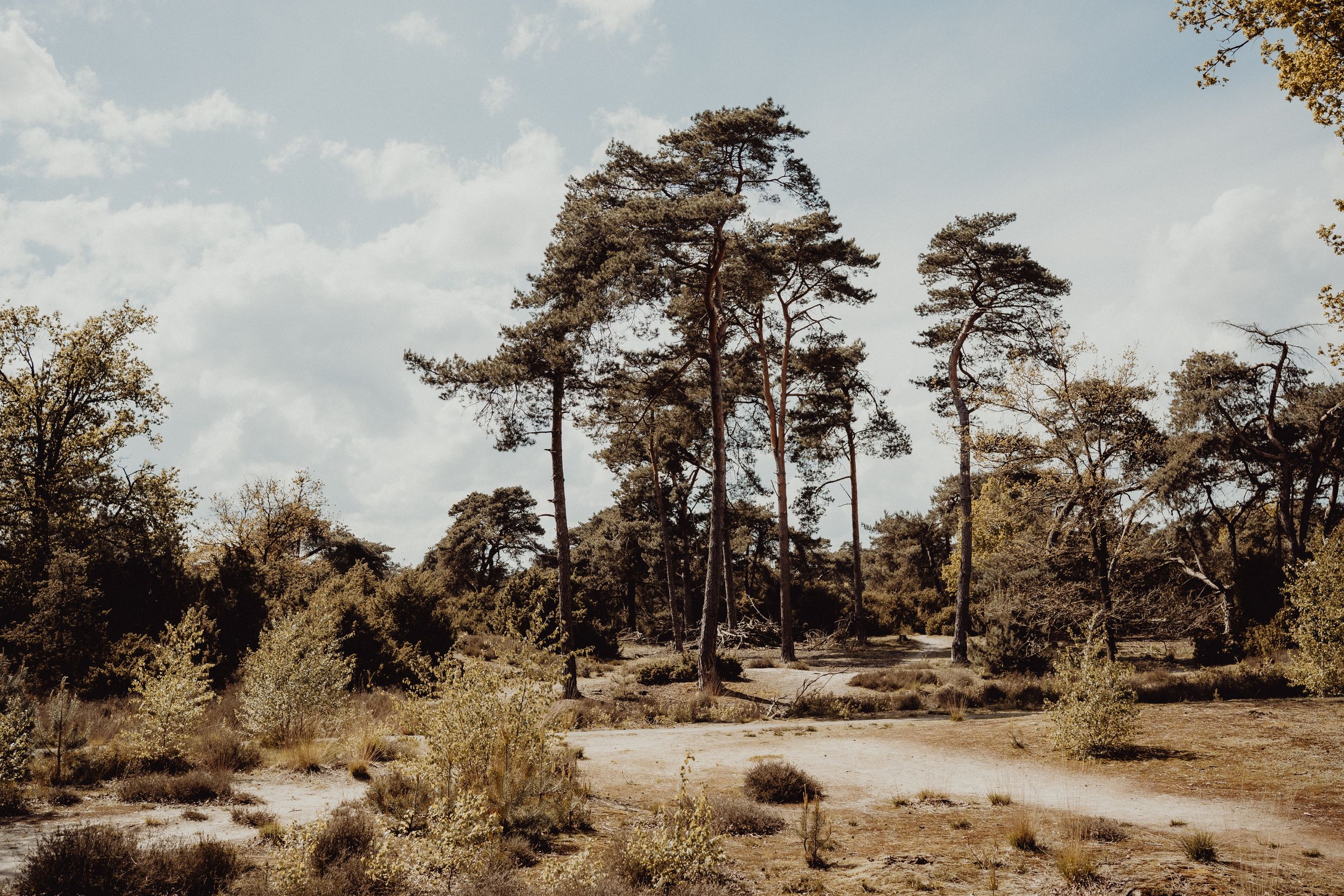 Tall pine trees stand against a cloudy sky in a sandy natural landscape.