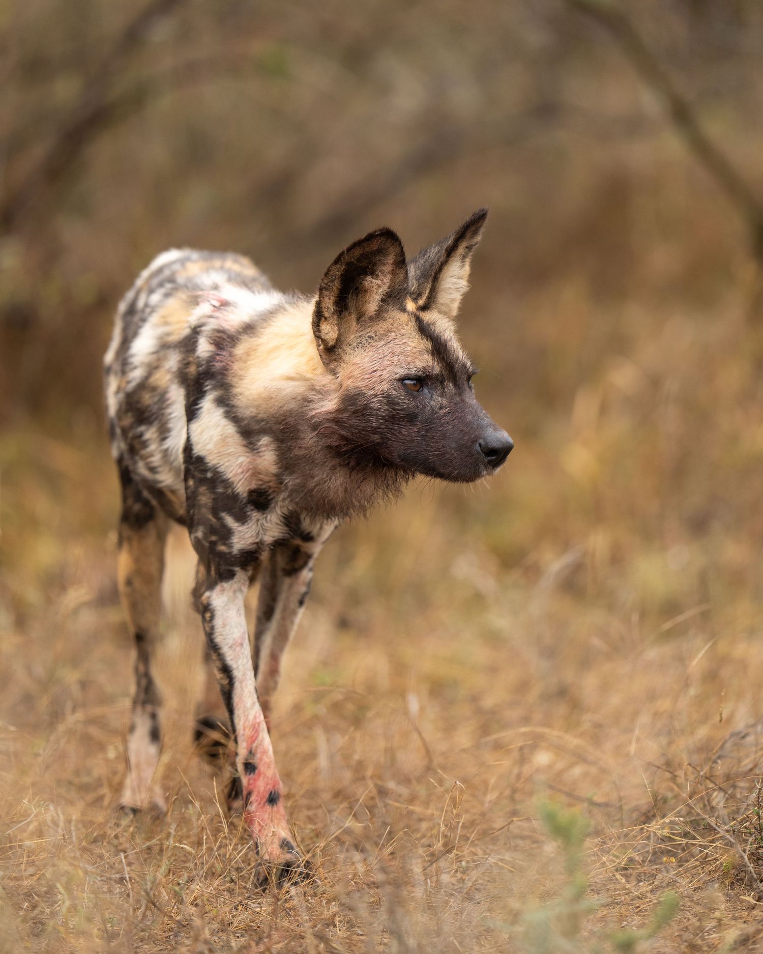 African wild dog with distinctive mottled coat standing alert in dry grass.