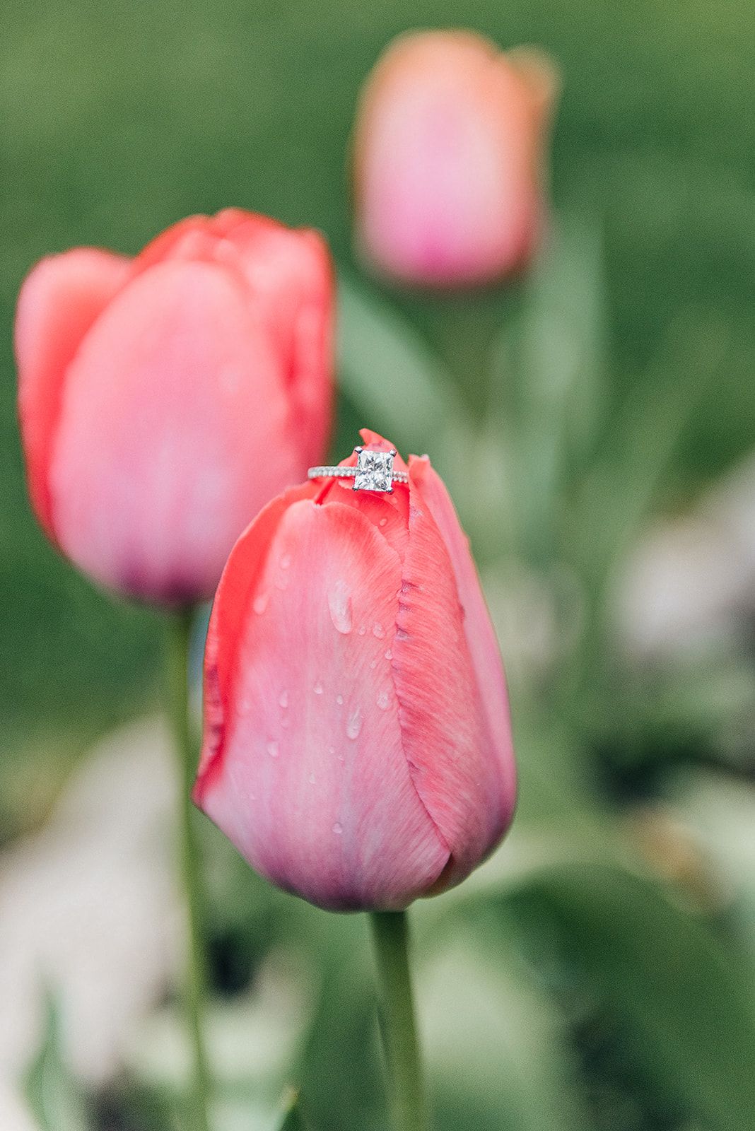 A pink tulip with a diamond engagement ring balanced on its petals against a soft green background.