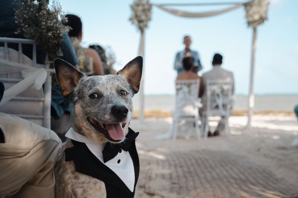 A happy dog wearing a tuxedo poses at a beach wedding ceremony with a decorated arch in the background.
