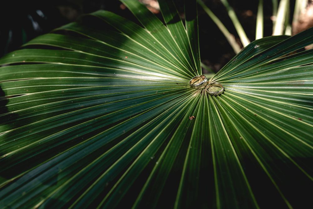 Close-up detail of a vibrant green palm frond with dramatic lighting, Sandos Caracol Wedding.
