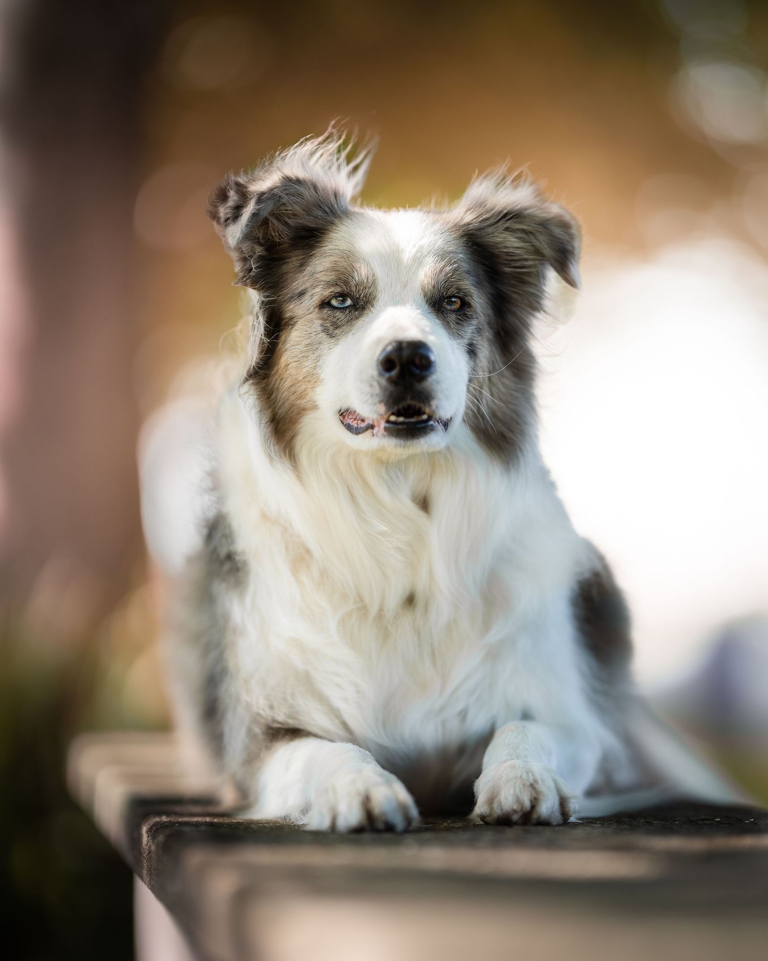 foto; fotografia; cane; fotografo; fotografo Firenze; Firenze; dog; dog photographer; photo; fotografo di cani; fotografo cani; cane;