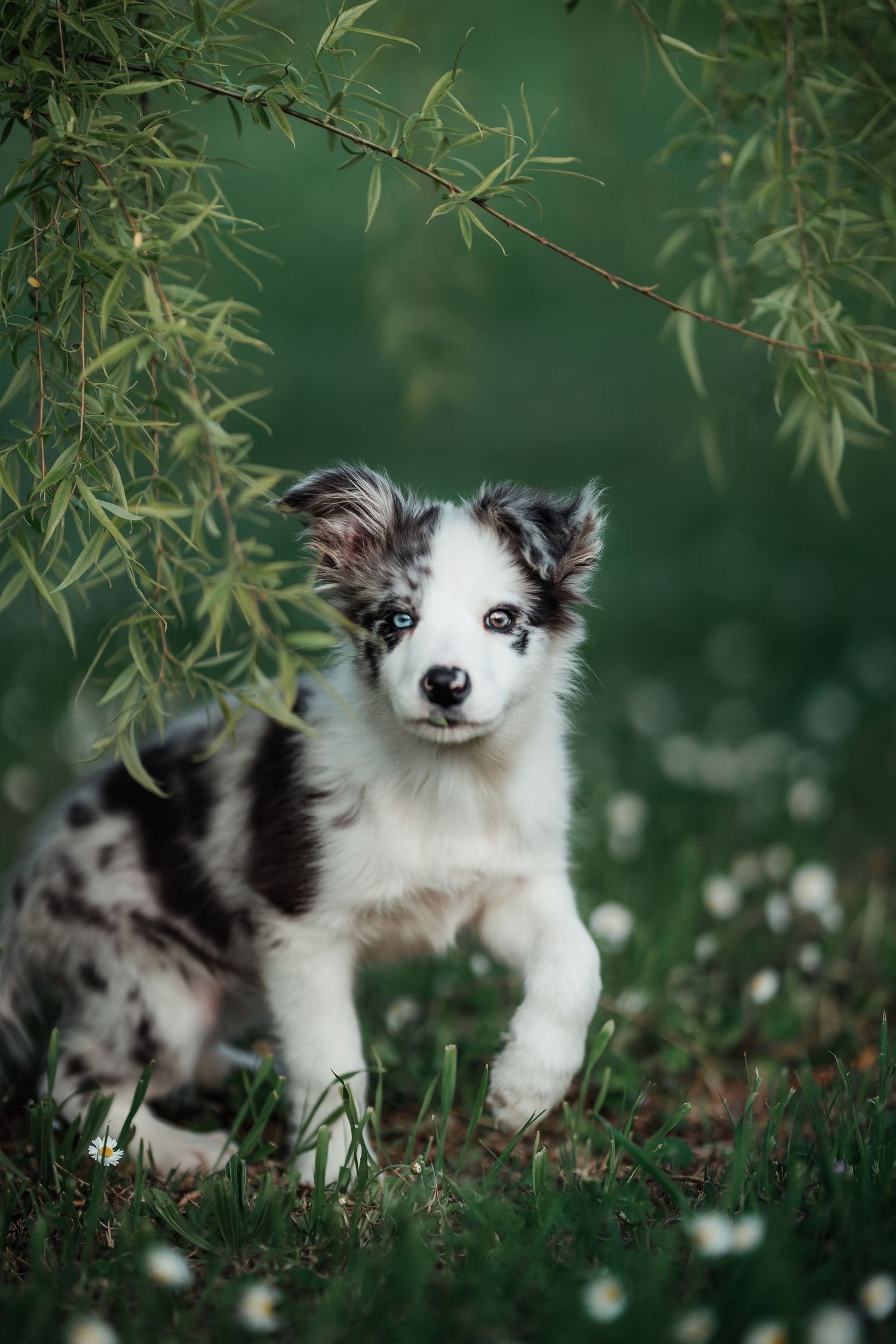 foto; fotografia; cane; fotografo; fotografo Firenze; Firenze; dog; dog photographer; photo; fotografo di cani; fotografo cani; cane;