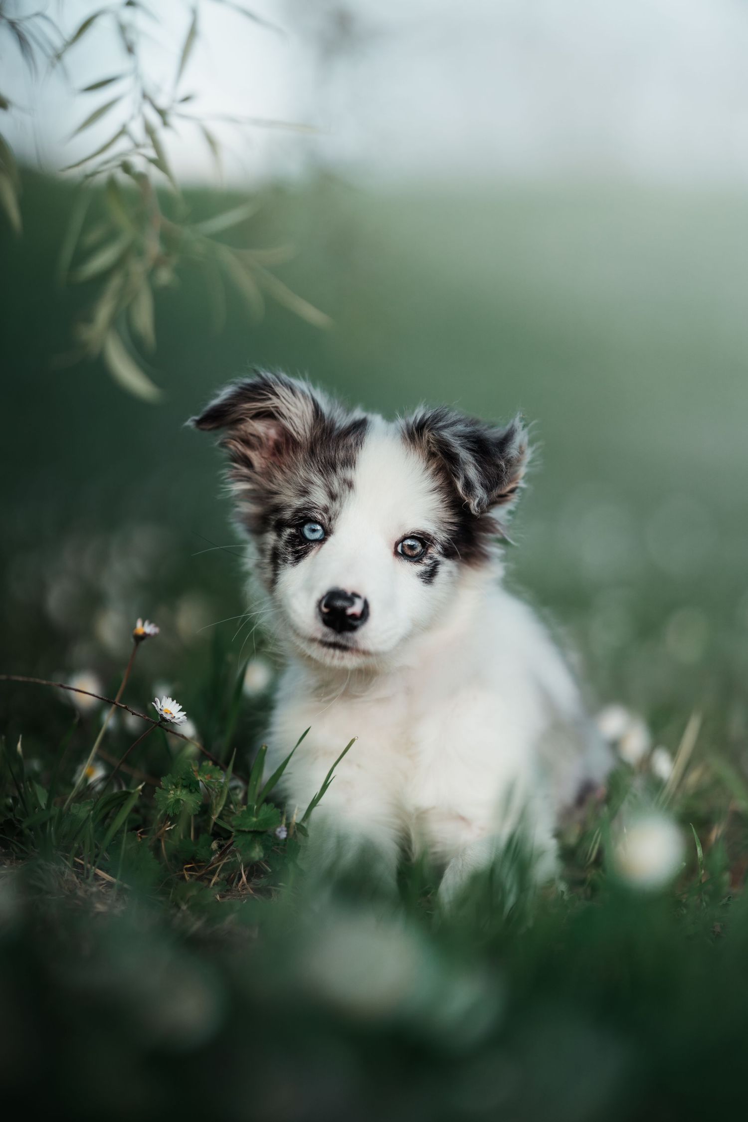 foto; fotografia; cane; fotografo; fotografo Firenze; Firenze; dog; dog photographer; photo; fotografo di cani; fotografo cani; cane;
