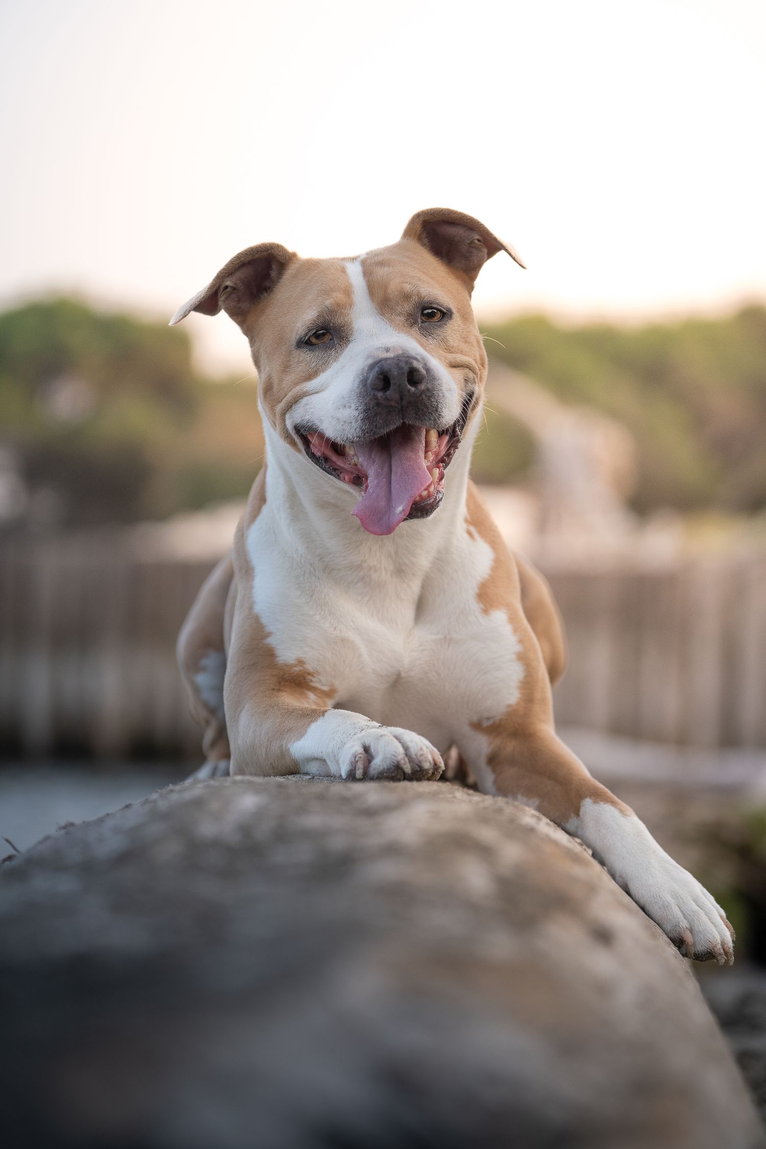 foto; fotografia; cane; fotografo; fotografo Firenze; Firenze; dog; dog photographer; photo; fotografo di cani; fotografo cani; cane;