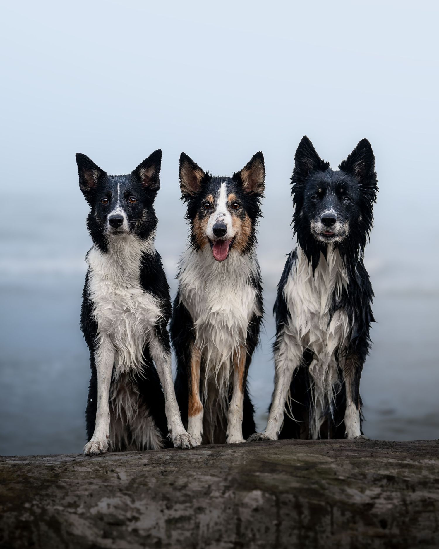 foto; fotografia; cane; fotografo; fotografo Firenze; Firenze; dog; dog photographer; photo; fotografo di cani; fotografo cani; cane;