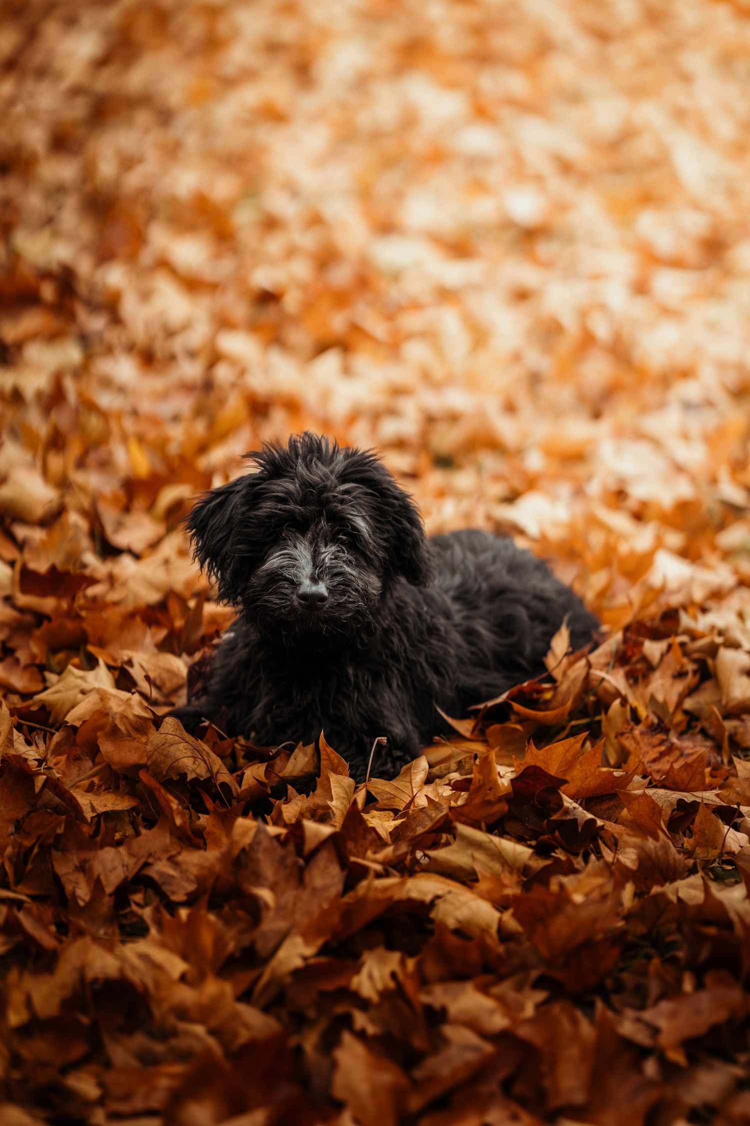 foto; fotografia; cane; fotografo; fotografo Firenze; Firenze; dog; dog photographer; photo; fotografo di cani; fotografo cani; cane;