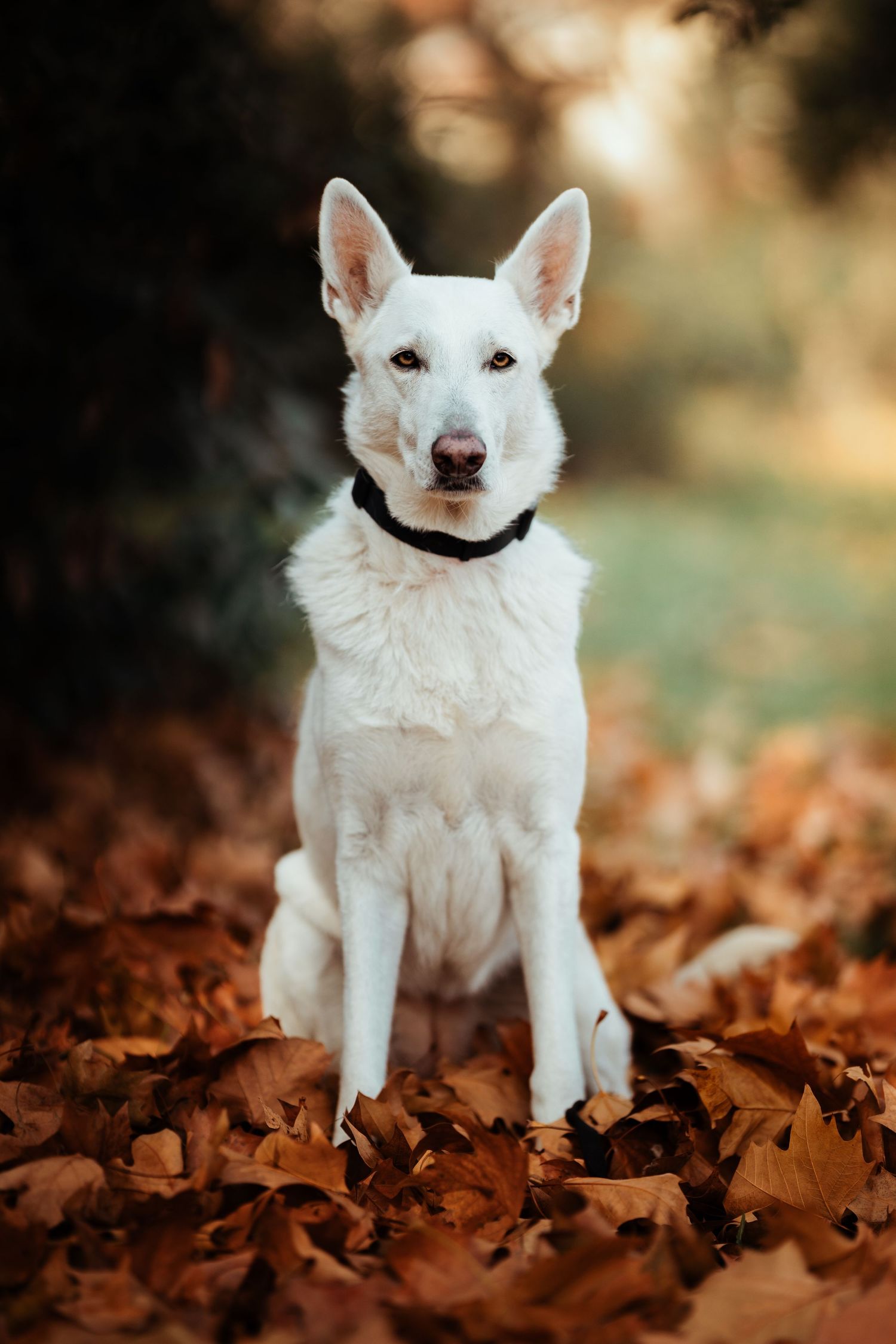 foto; fotografia; cane; fotografo; fotografo Firenze; Firenze; dog; dog photographer; photo; fotografo di cani; fotografo cani; cane;