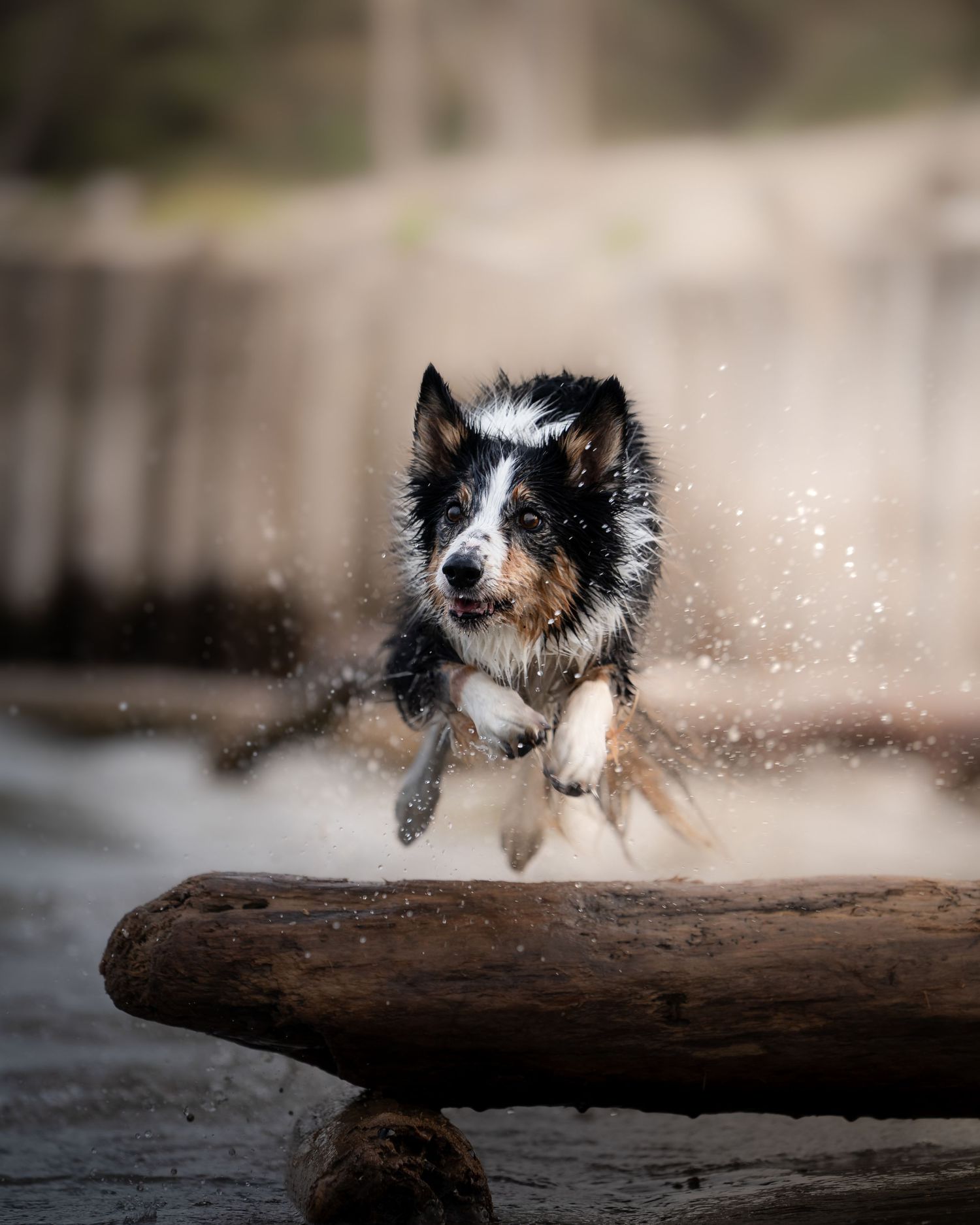 foto; fotografia; cane; fotografo; fotografo Firenze; Firenze; dog; dog photographer; photo; fotografo di cani; fotografo cani; cane;