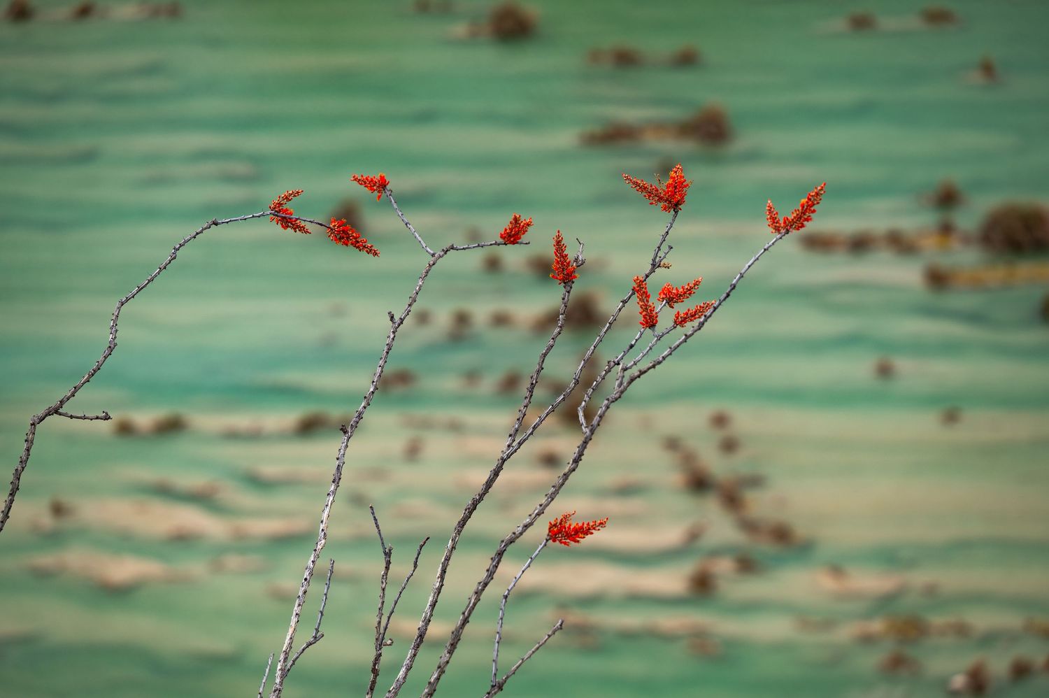 ocotillo print, texas nature photography, ocotillo photo