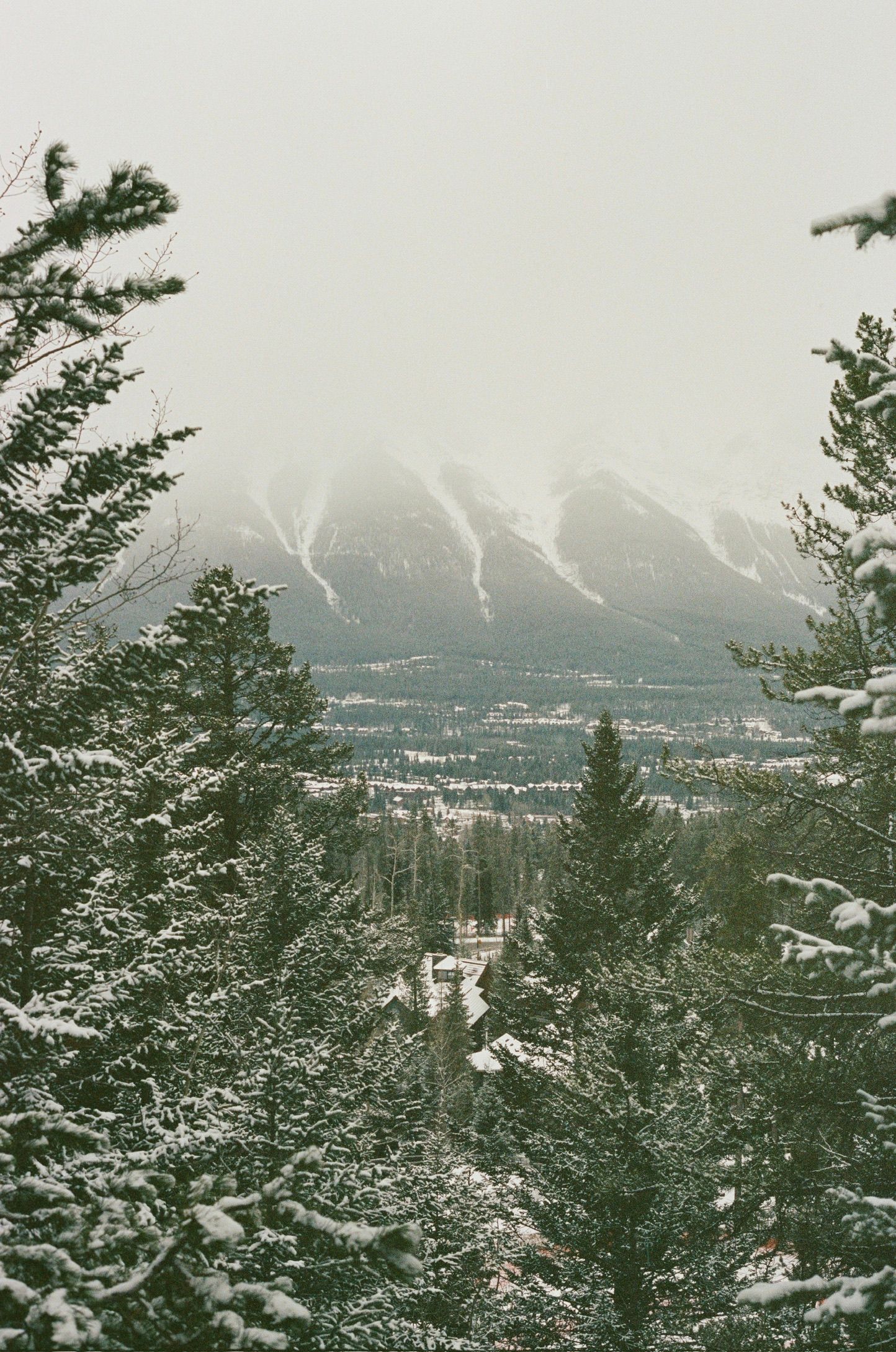 Misty mountain vista through evergreen trees showing snow-dusted peaks in distance.