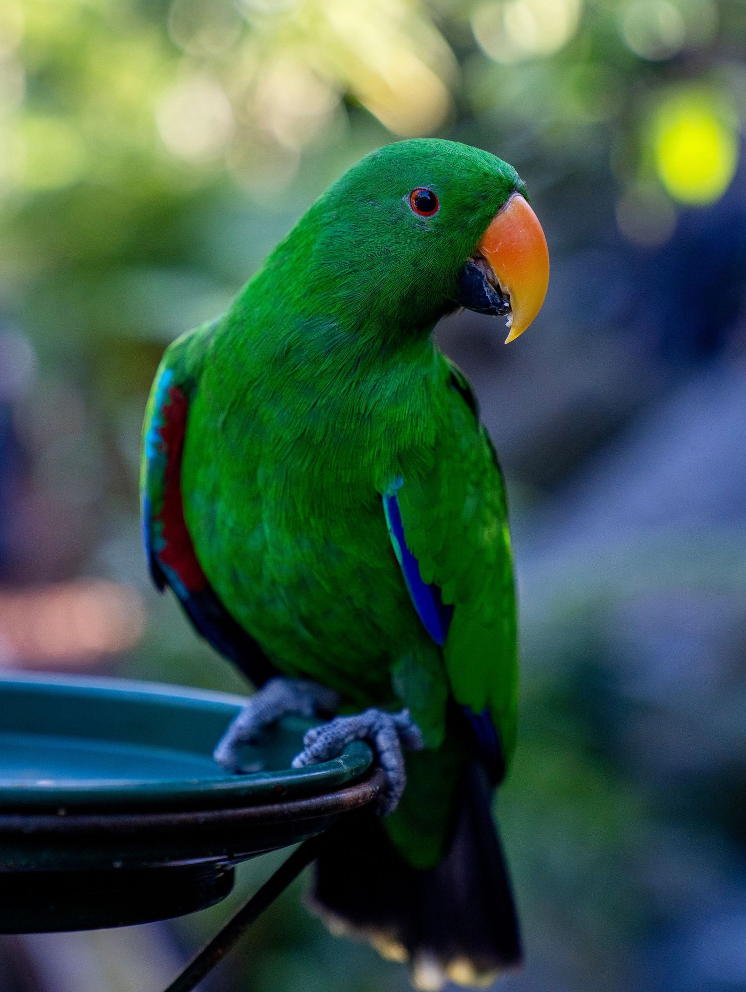 Vibrant green eclectus parrot perched on a feeder with bright orange beak against blurred background.