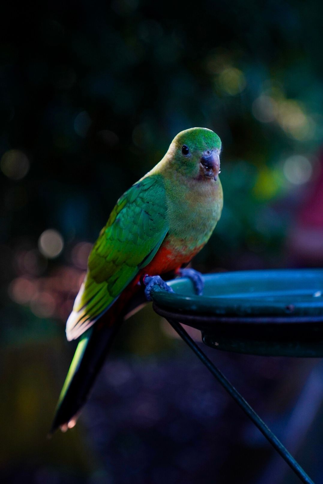 A vibrant green and orange lovebird perched on a feeder against a blurred background.