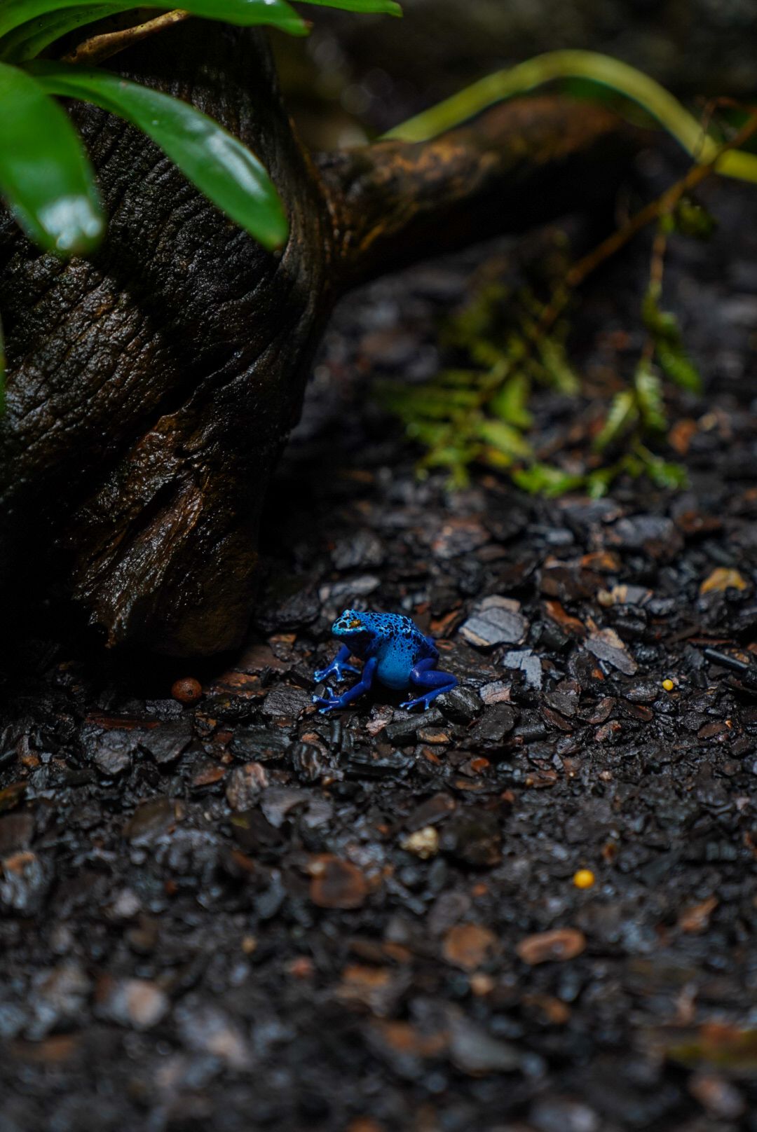 Tiny bright blue poison dart frog on dark forest floor under green leaves.