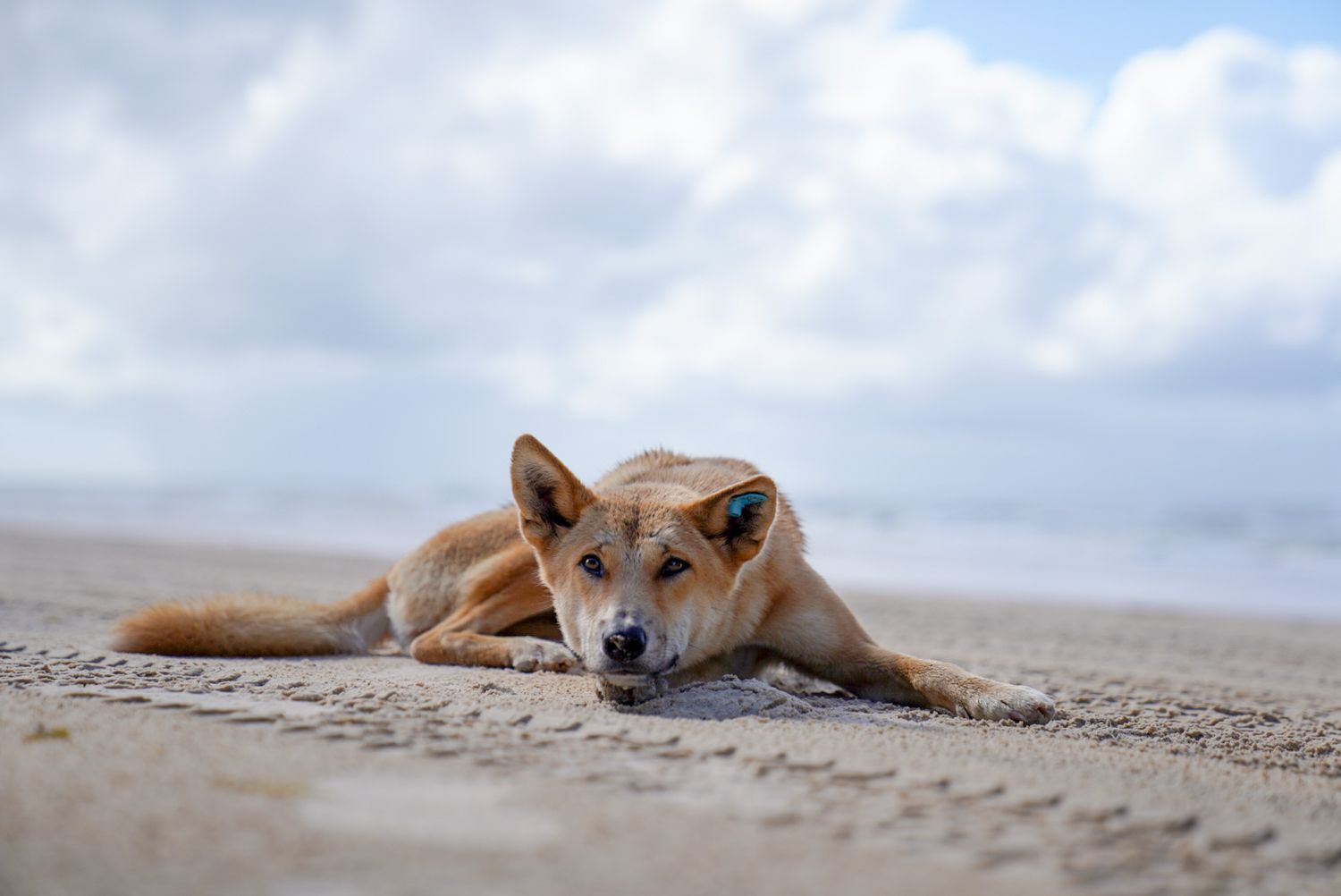 Dog resting peacefully on sandy beach with head down and ears alert.