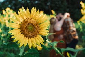 A bright sunflower in focus with a blurred romantic scene in the background.