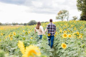 Two people walking through a vibrant field of blooming yellow sunflowers on a summer day.