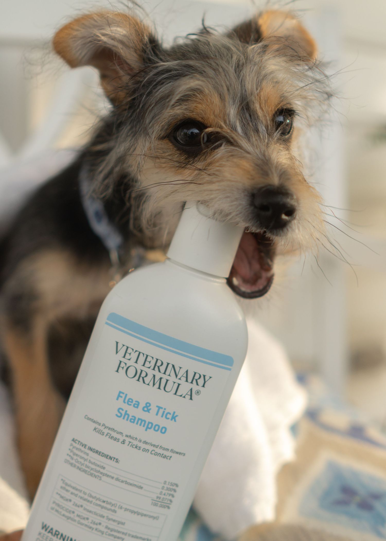 Dog chewing on Veterinary Formula Flee and Tick Shampoo