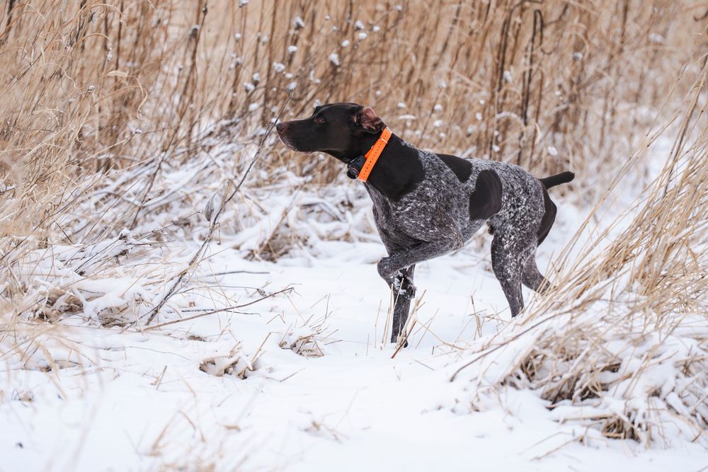 Upland recreation, upland hunting, pheasant, bird dog, point, dogs, German shorthair
