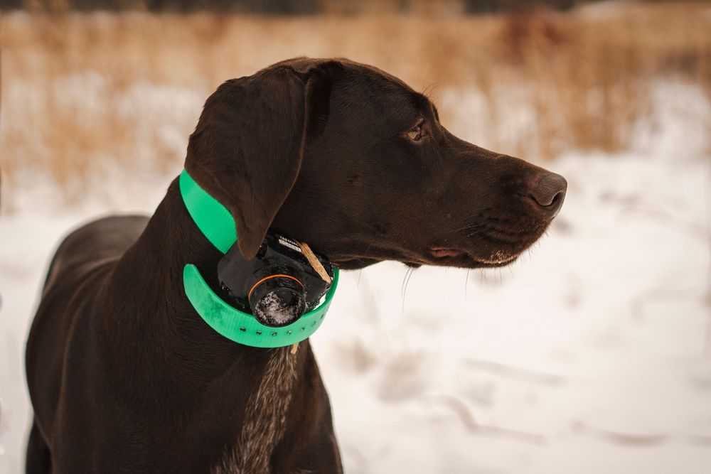 Upland recreation, upland hunting, pheasant, bird dog, point, dogs, German shorthair