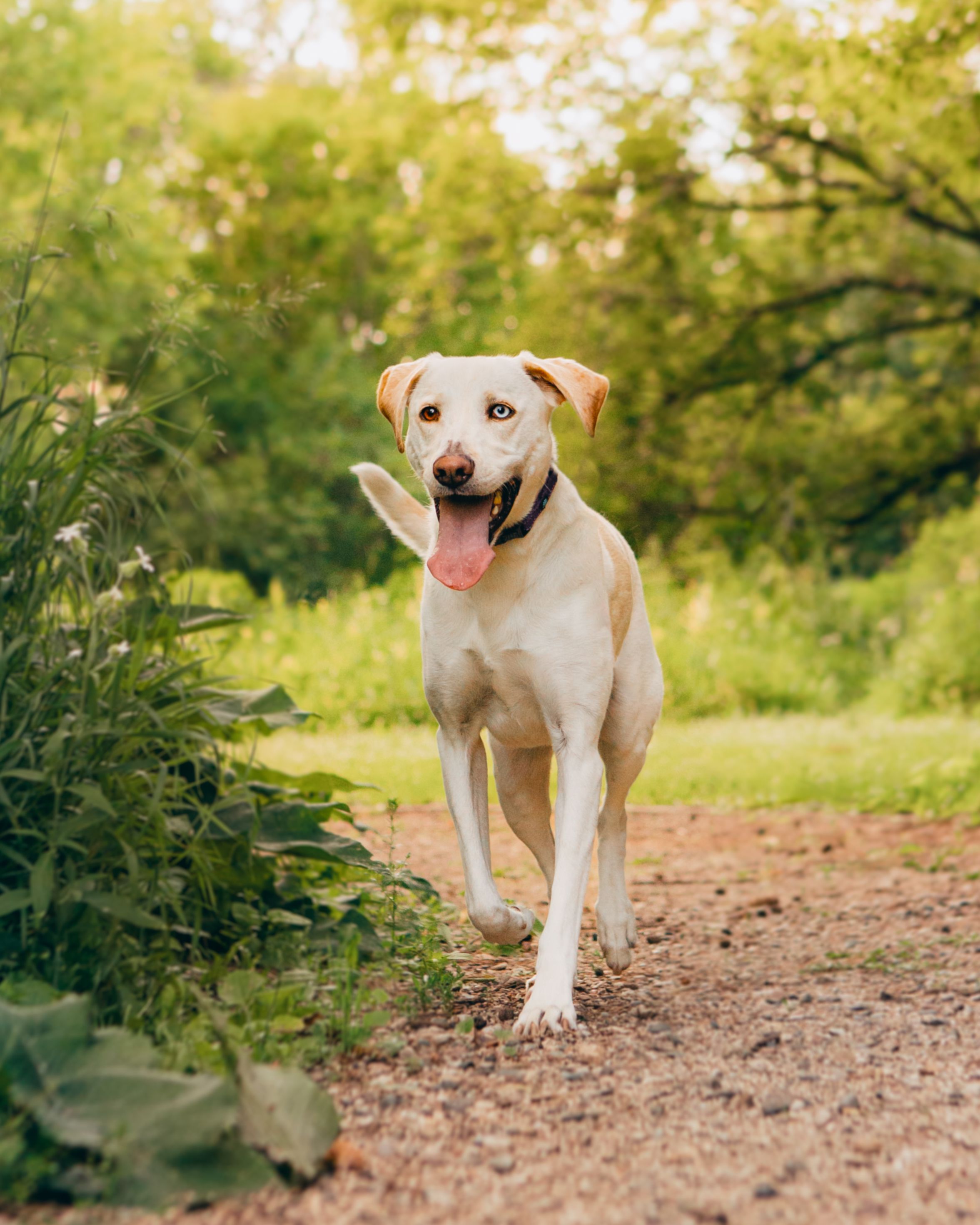 lab dog walking outside on a gravel path at sunset