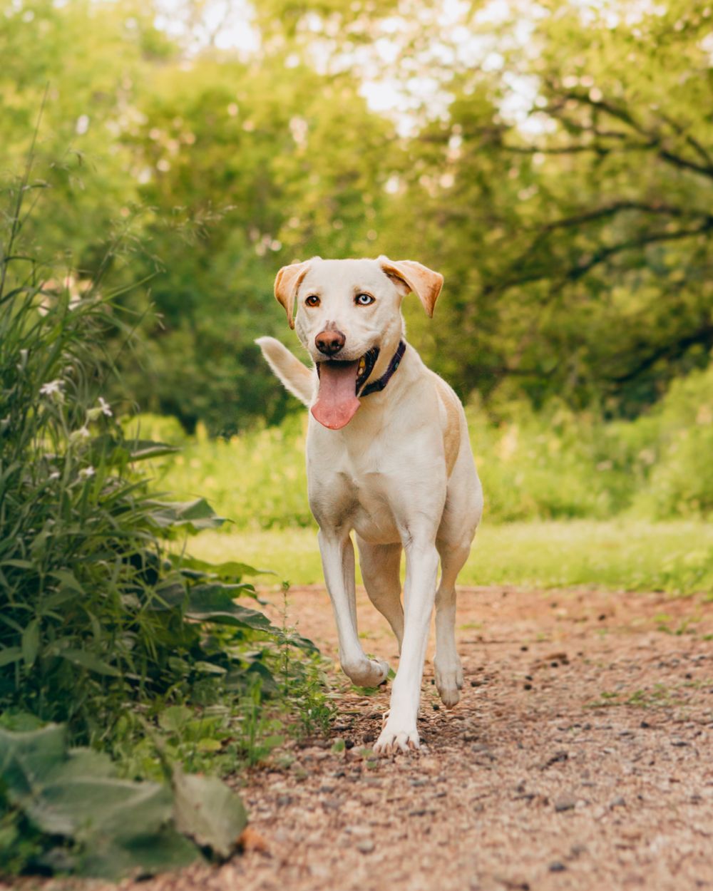 lab dog walking outside on a gravel path at sunset