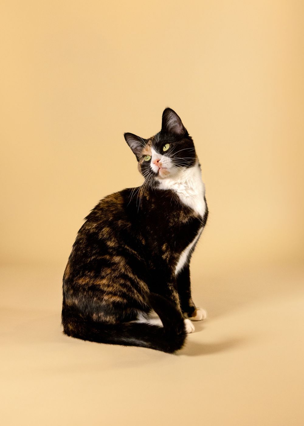tortoiseshell cat sitting on a tan seamless backdrop looking over its shoulder